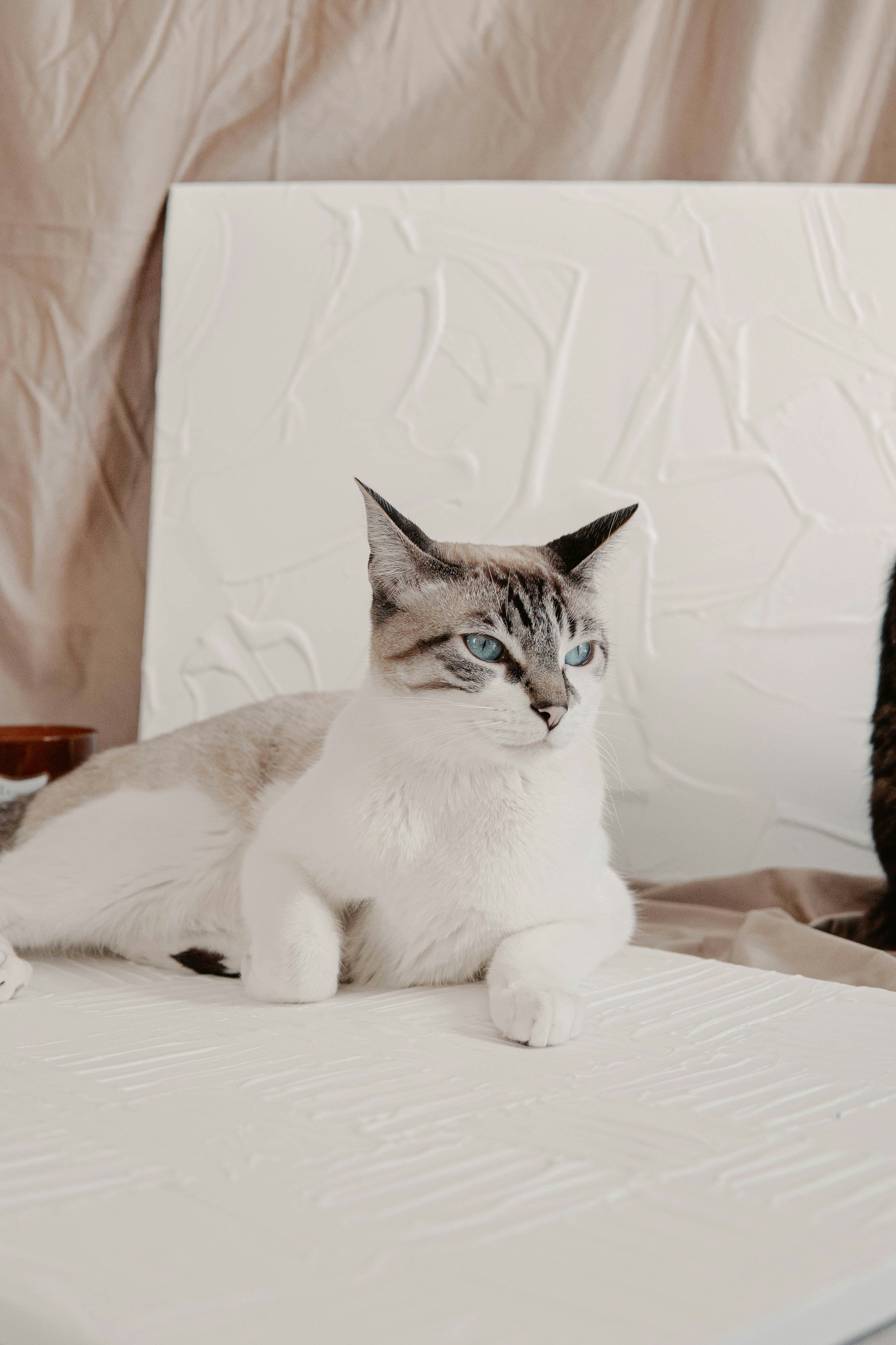 white and brown cat on white textile